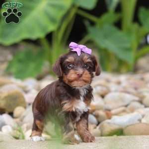 Bon Bon, Yorkie Poo Puppy